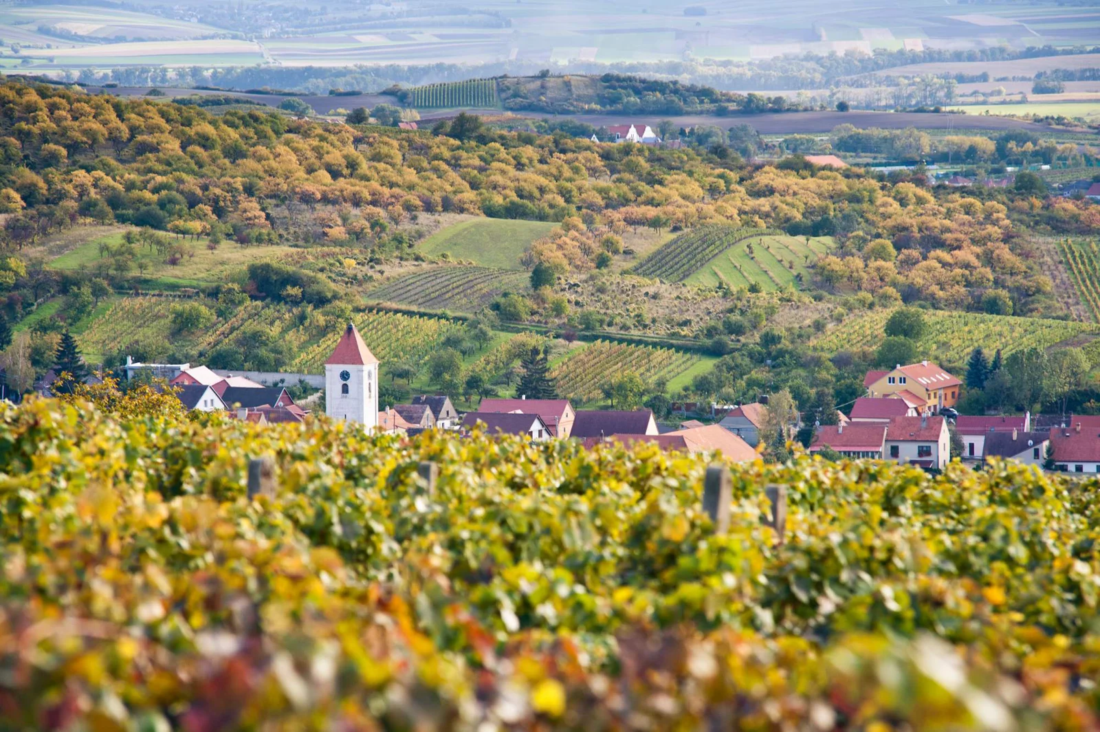 Perná obklopená podzimními vinicemi